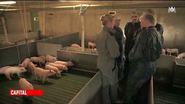 Rencontre avec des producteurs obligés de vendre à perte pour être au prix du marché - Regardez