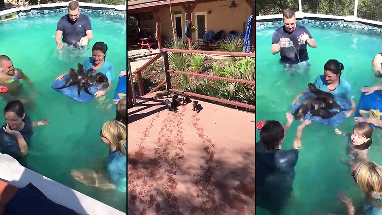 Une famille de loutres s'amuse dans la piscine