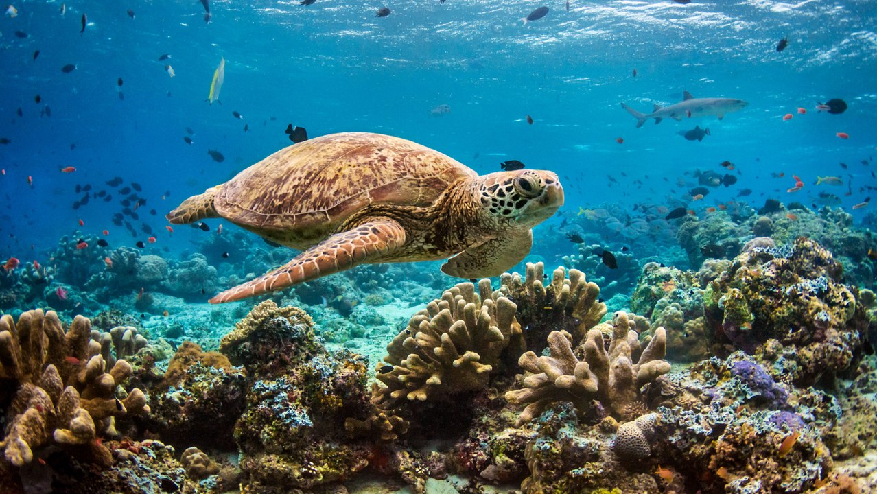 "Blue" : la bande-annonce du nouveau documentaire Disneynature