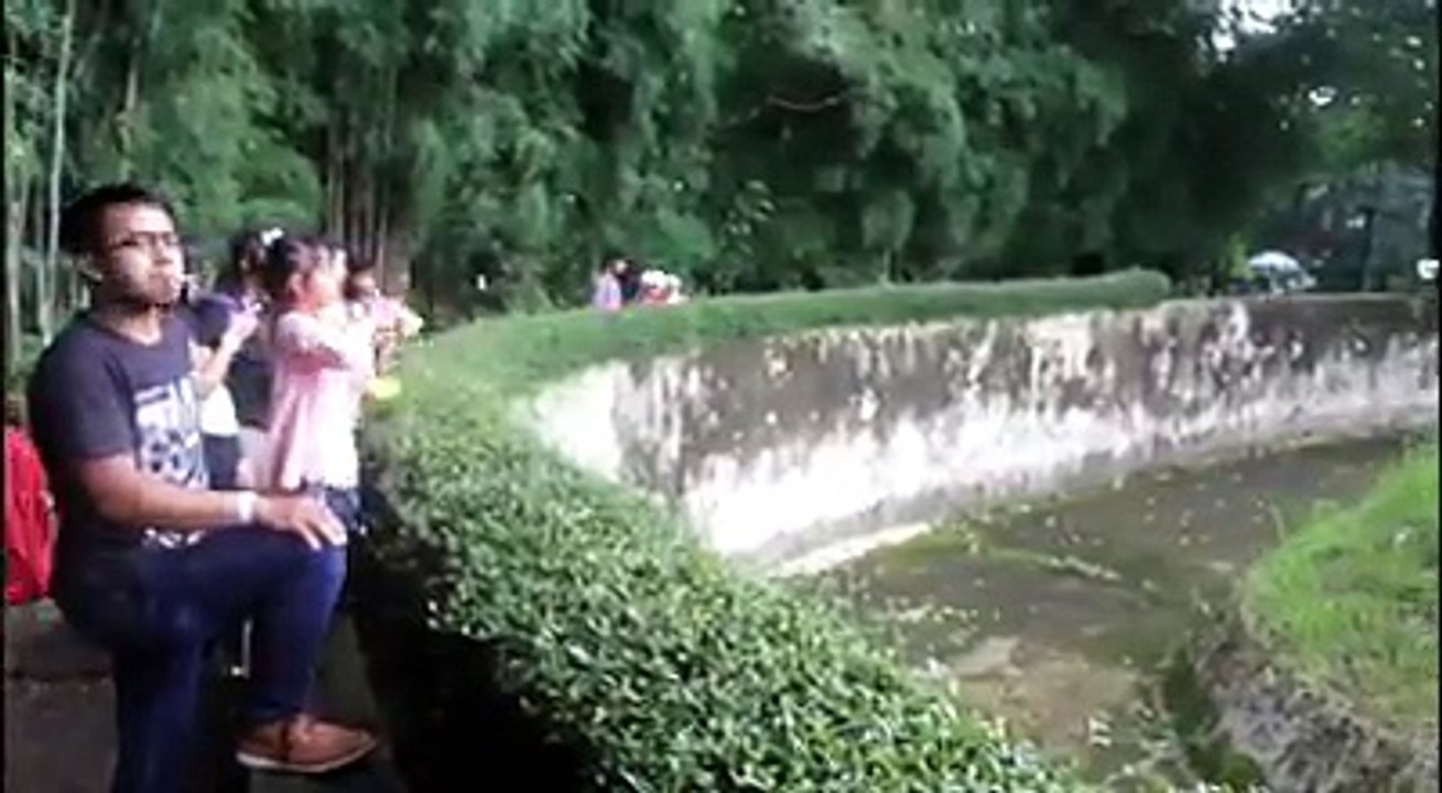 Un orang-outan fume la cigarette dun visiteur du zoo