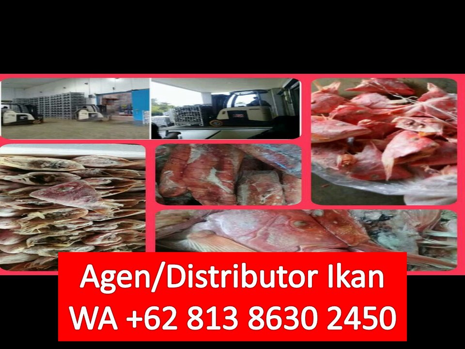 PROMO!! WA +62 813 8630 2450 Ikan Tuna untuk Catering di Depok