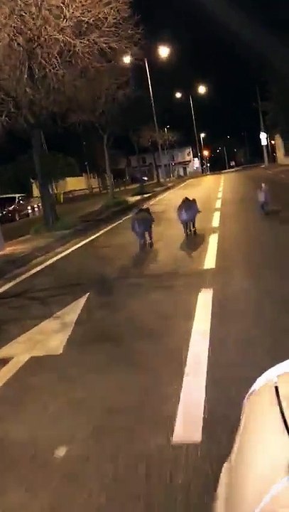 Des sangliers aperçus au centre ville de Marseille