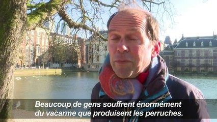 Les Néerlandais se prennent le bec au sujet des perruches