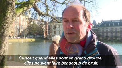 Les Néerlandais se prennent le bec au sujet des perruches