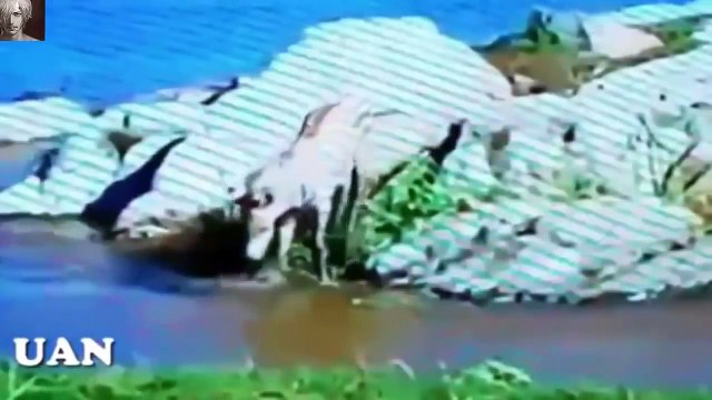 Animals Save Animals Other Animals Incredible Scenes