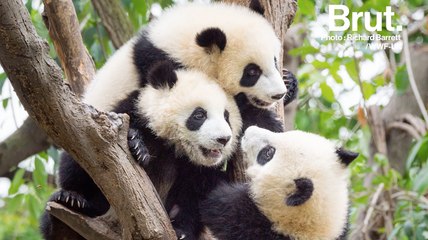 La Chine va créer un parc géant pour ses pandas