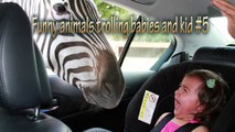 FUNNY Animals Trolling Babies and Kid #5- Funny Babies and Pets Compilation