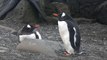 Antarctica tourism growing steadily, posing potential ecological threat