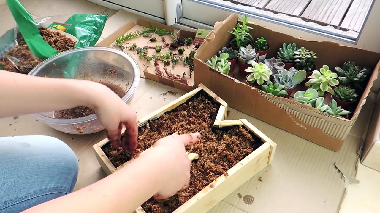 DIY | Tableau végétal de plantes grasses
