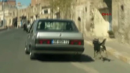 Şanlıurfa Zincirle Bağladığı Köpeği Otomobiliyle Koşturdu