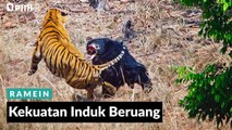 #1 MENIT | Kekuatan Induk Beruang