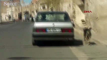 Zincirle bağladığı köpeği otomobiliyle koşturdu