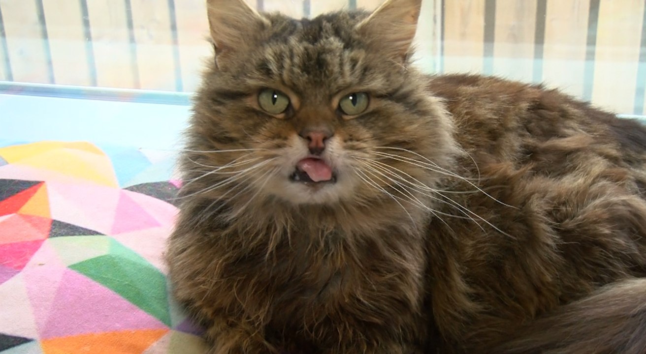 Nina the Tongue Tied Cat