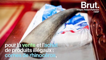 Les grands du web réunis autour de la protection des animaux.