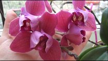 Орхидея / Фаленопсис. Новинки коллекции, основные правила МОЕГО ухода