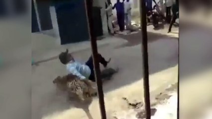 Video herunterladen: Leopardo ataca en las calles de una ciudad india