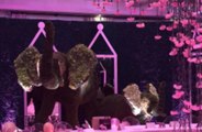 Inside Khloe Kardashian's elephant-themed baby shower