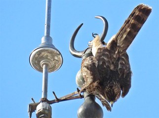 Minarede Mahsur Kalan Atmaca Kurtarıldı
