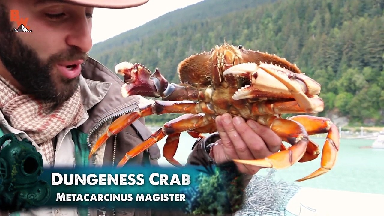 PINCHED by a HUGE CRAB!