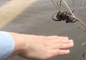 Huge Spider Found Dangling on Branch 'Saved' From Floodwaters in Queensland