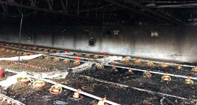 Tavuk Çiftliğinde Feci Yangın! 22 Bin Civciv Telef Oldu