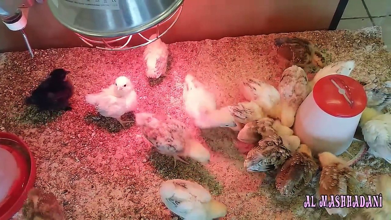 صيصان دجاج كتاكيت Chicks
