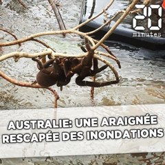 Australie: Une araignée géante rescapée des inondations