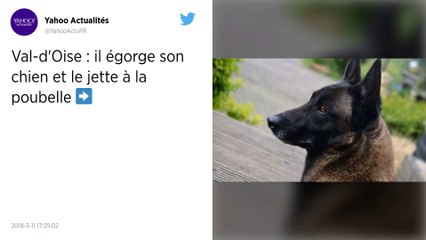 Val-d’Oise. Un homme ivre tue son chien et le jette à la poubelle.