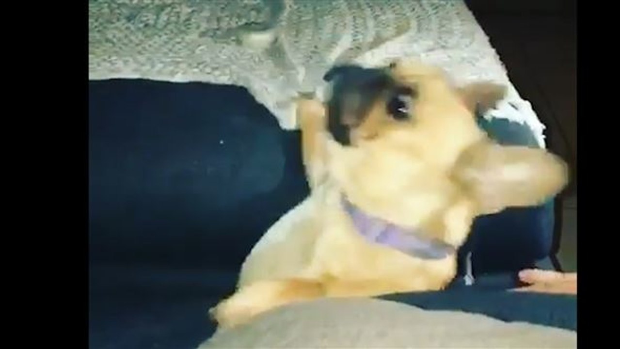 Ultimativ entspannt: bulldogge fällt aus dem bett