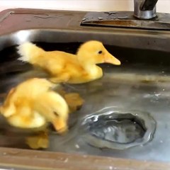 Estos animales son todo eso y en el fregadero de la cocina.