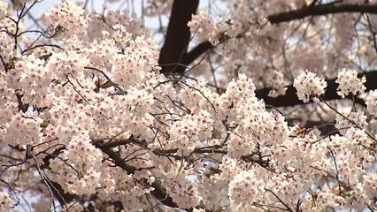 [날씨] 유채도 매화도 활짝...봄꽃 전선 속속 북상 / YTN