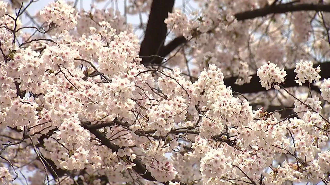 [날씨] 유채도 매화도 활짝...봄꽃 전선 속속 북상 / YTN