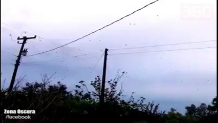 Bie shi merimangash/ Tmerrohen banorët e qytetit, ndiqni pamjet (360video)