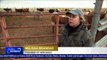 Technology catches up to cows: US ranchers turn to 'precision livestock'