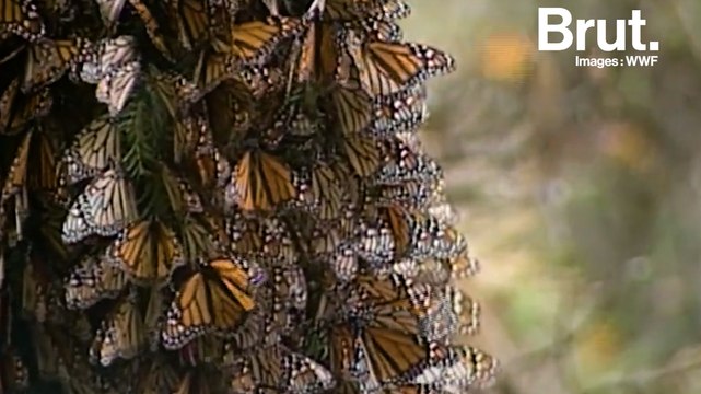 Il faut sauver le papillon monarque