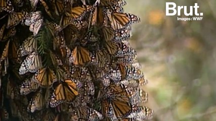 Il faut sauver le papillon monarque