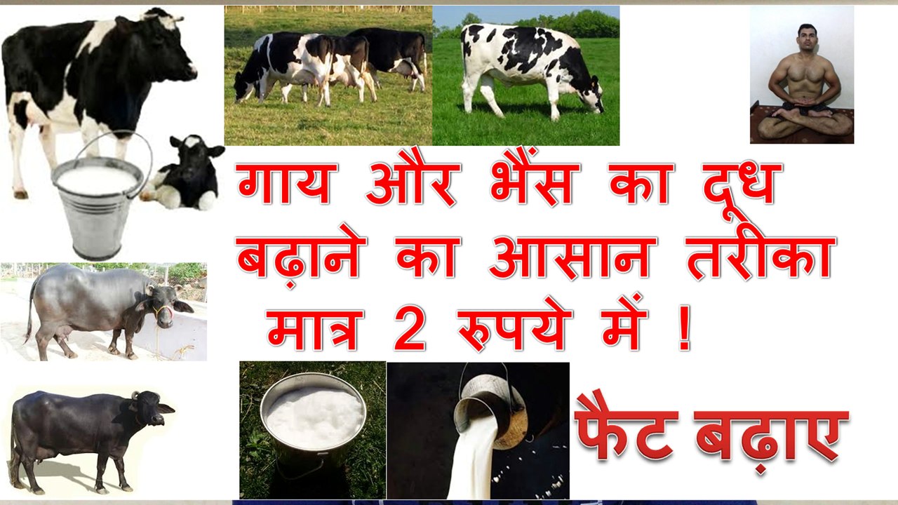 गाय और भैंस का दूध  बढ़ाने का आसान तरीका  मात्र 2 रुपये में !