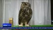 Animal-rights activists protest in Japanese owl cafes