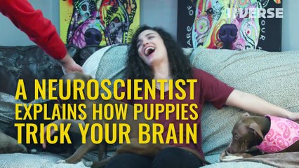 Your Brain on Puppies