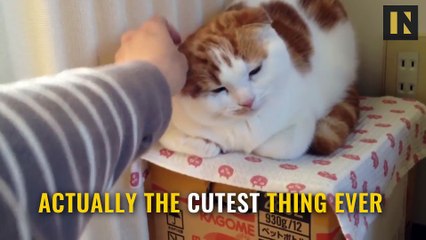 Why Cats Sit Like Loaves of Bread