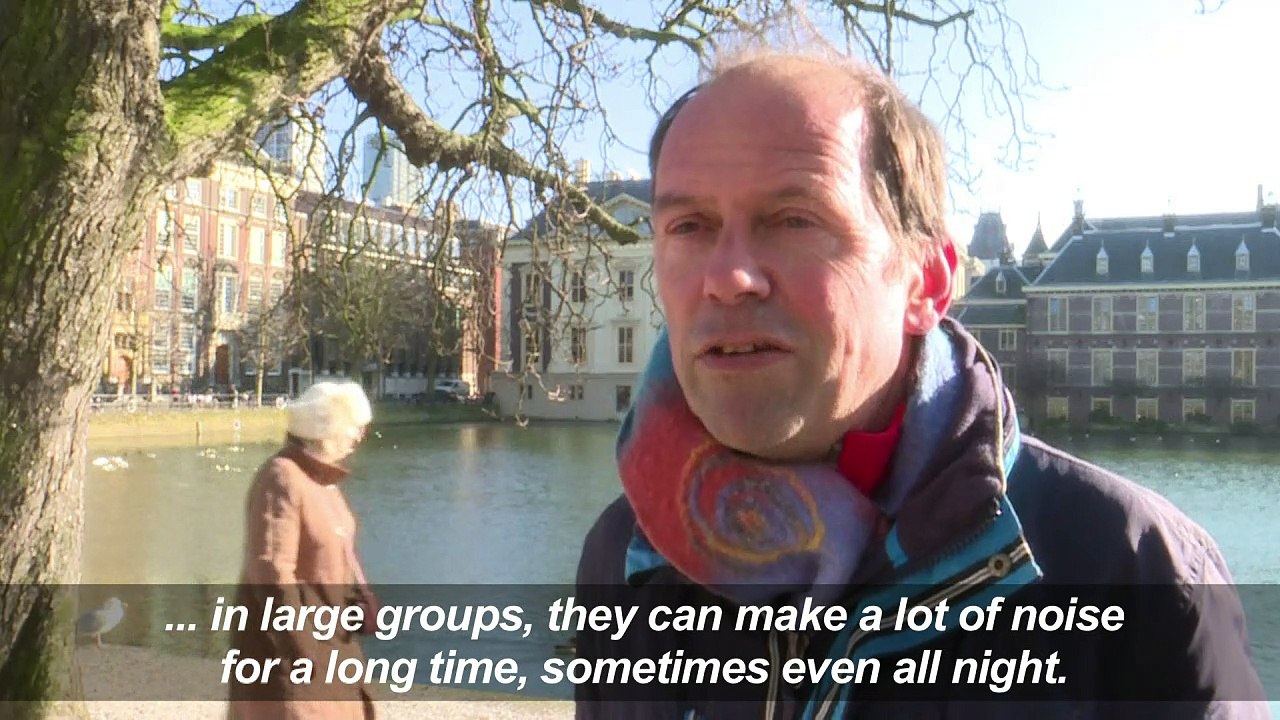 Leave ring-necked parakeets alone: Dutch biologist