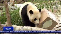 Panda Bao Bao finds new home in SW China’s Chengdu