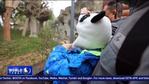 Chinese conservation program uses 'panda diplomacy' to raise awareness