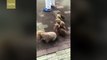 Amateur video: Man walking dogs goes viral on Chinese internet