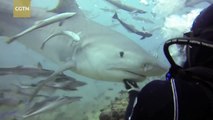 Footage: Tiger shark 'plays' with diver in Fijian open waters