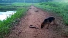 Cão percebe da pior maneira porque não se deve meter com uma enguia elétrica
