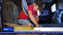 Australian five-year-old boy fascinated with shearing sheep