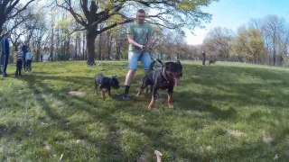 Rottweiler Mentoring Small Puppy on Protection Training