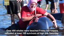 Volunteers try to rescue stranded whales on New Zealand beach