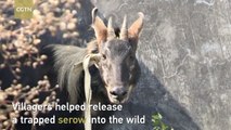 Watch: villagers free trapped serow in SE China village